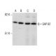SAP 62 Antibody (4G8) - Western Blotting - Image 285932 