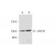 SAP 97 Antibody (D-9) - Western Blotting - Image 320278