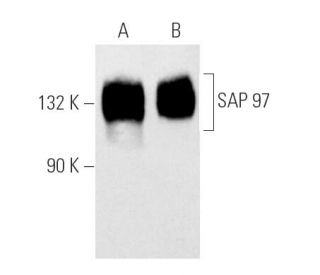 SAP 97 Antibody (2D11) - Western Blotting - Image 4540