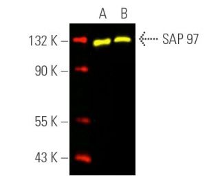 SAP 97 Antibody (2D11) - Western Blotting - Image 391484