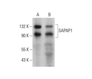 SAPAP1 Antibody (21) - Western Blotting - Image 382084 