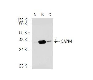 western blotting image from recommended SAPK4 (E-7) monoclonal antibody replacement. Image 40066