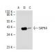 Cet anticorps polyclonal n'est plus commercialisé. Voir l'anticorps monoclonal <a href="sapk4-antibody-e-7">SAPK4 (E-7)</a> que nous recommandons (données d'échantillonnage indiquées). western blotting image from recommended SAPK4 (E-7) monoclonal antibody replacement. Image 40066