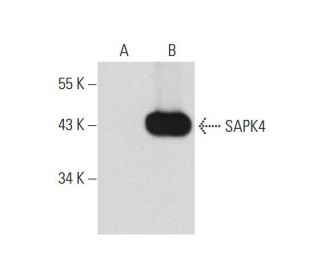 SAPK4 Antibody (E-3) - Western Blotting - Image 131256 