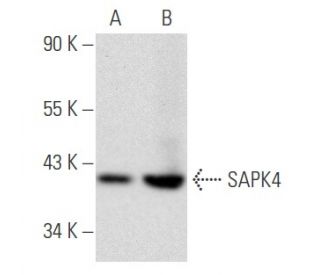 SAPK4 Antibody (E-3) - Western Blotting - Image 355791