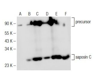 saposin C Antibody (A-3) - Western Blotting - Image 148791 