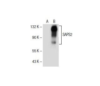 SAPS2 Antibody (C-5) - Western Blotting - Image 154685 