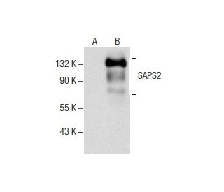SAPS2 Antibody (H-3) - Western Blotting - Image 157709