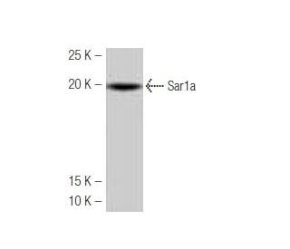 Sar1a Antibody (K-44) - Western Blotting - Image 53963The Double Nickase Plasmid features a U6 promoter for sgRNA expression, a 20 nt targeting sequence, and a gRNA scaffold to guide Cas9n. It includes a CBh promoter for Cas9n (D10A) and puromycin resistance, GFP for transfection verification, and nuclear localization signals (NLS). The 2A peptide allows co-expression of Cas9n and Puro from a single promoter, enabling precise genome editing with reduced off-target effects.
