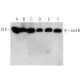 Sar1B Antibody (AT1C7) - Western Blotting - Image 385128 