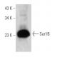 Sar1B Antibody (AT1C7) - Western Blotting - Image 385129