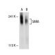 SARA Antibody (F-9) - Western Blotting - Image 30497