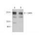 SARA Antibody (F-9) - Western Blotting - Image 374853 