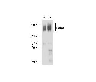 western blotting image from recommended SARA (B-9) monoclonal antibody replacement. Image 16316
