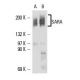 western blotting image from recommended SARA (B-9) monoclonal antibody replacement. Image 16316