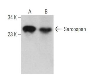 Sarcospan Antibody (E-2) - Western Blotting - Image 371648 