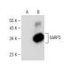 SARP3 Antibody (H-6) - Western Blotting - Image 150293