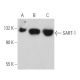 SART-1 Antibody (F-4) - Western Blotting - Image 360774 