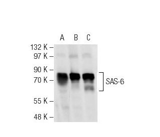 SAS-6 Antibody (91.390.21) - Western Blotting - Image 17726 