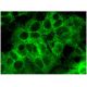 SAS-6 Antibody (G-1) - Immunofluorescence - Image 295393