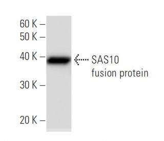 SAS10 Antibody (2950C2a) - Western Blotting - Image 47948