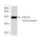 SAS10 Antibody (2950C2a) - Western Blotting - Image 47948