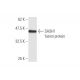 SASH1 Antibody (X1) - Western Blotting - Image 349538