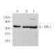 SATL1 Antibody (E-8) - Western Blotting - Image 371662 