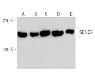 SBNO2 Antibody (A-3) - Western Blotting - Image 354254 