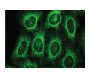 SC Antibody (C-2) - Immunofluorescence - Image 149402 