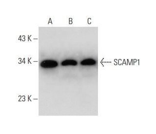 SCAMP1 Antibody (D-1) - Western Blotting - Image 301500 