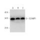 SCAMP1 Antibody (D-1) - Western Blotting - Image 301500 