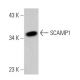 SCAMP1 Antibody (D-1) - Western Blotting - Image 359209
