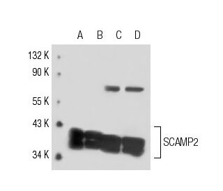 SCAMP2 Antibody (8C10) - Western Blotting - Image 15567 