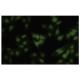 SCAND2 Antibody (D-19) - Immunofluorescence - Image 35750 