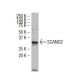 SCAND2 Antibody (D-19) - Western Blotting - Image 34340 