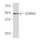 SCARA3 Antibody (10-L) - Western Blotting - Image 33684