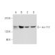 scc-112 Antibody (A-10) - Western Blotting - Image 344491
