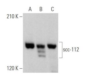 scc-112 Antibody (A-10) - Western Blotting - Image 371861 