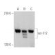 scc-112 Antibody (A-10) - Western Blotting - Image 371861 