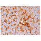 SCCA2 Antibody (10C12) - Immunohistochemistry - Image 284768
