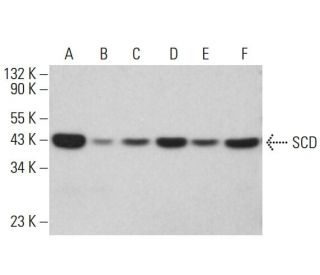 SCD Antibody (D-5) - Western Blotting - Image 380304 