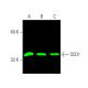 SCD1 Antibody (E-8) - Western Blotting - Image 388267 