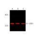 SCD1 Antibody (E-8) - Western Blotting - Image 388268
