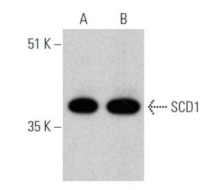 SCD1 Antibody (E-8) - Western Blotting - Image 370441