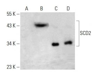 SCD2 Antibody (H-12) - Western Blotting - Image 388043 