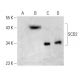 SCD2 Antibody (H-12) - Western Blotting - Image 388043 