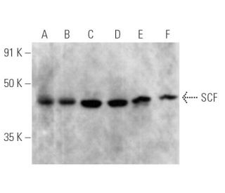 western blotting image from recommended SCF (G-3) monoclonal antibody replacement. Image 356289