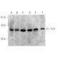 western blotting image from recommended SCF (G-3) monoclonal antibody replacement. Image 356289