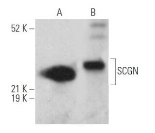 SCGN Antibody (F-9) - Western Blotting - Image 368688 